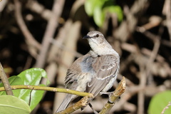 Mimus gundlachii