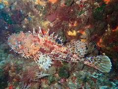 Scorpaena scrofa
