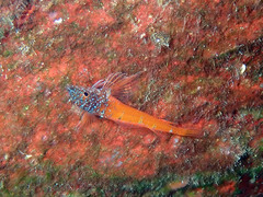Tripterygion melanurus