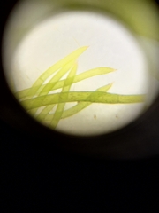 Chara australis