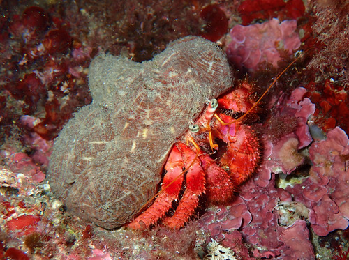 Red Hermit Crab, Le Brusc, photo 5 of 10