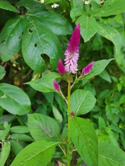 Celosia argentea image