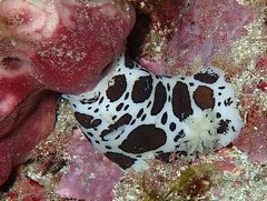 Peltodoris atromaculata