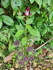 Celosia