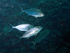 Seriola dumerili