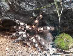 Acanthoscurria geniculata