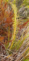 Aciphylla anomala