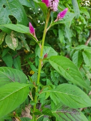 Celosia