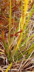 Aciphylla anomala