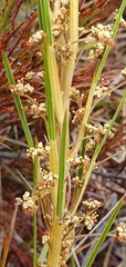 Aciphylla anomala