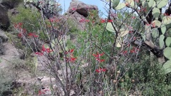 Erythrina flabelliformis