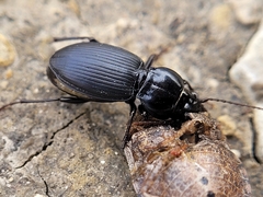 Cyclotrachelus