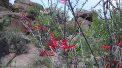Erythrina flabelliformis
