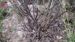 Erythrina flabelliformis