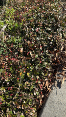 Trachelospermum asiaticum