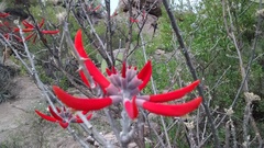 Erythrina flabelliformis
