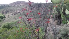Erythrina flabelliformis