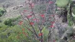 Erythrina flabelliformis