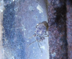 Otiorhynchus rotundus