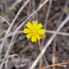 Deinandra paniculata