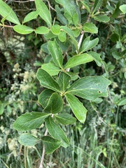 Berberis glaucocarpa