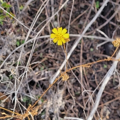Deinandra paniculata