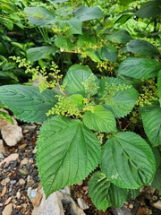 Laportea aestuans