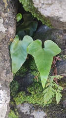 Asplenium hemionitis