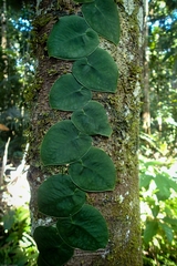 Monstera dubia