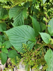 Laportea aestuans