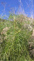 Sonchus leptocephalus