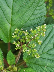 Laportea aestuans