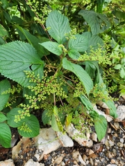 Laportea aestuans