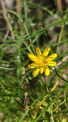Sonchus leptocephalus