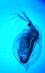 Daphnia