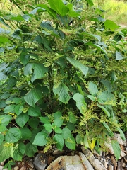 Laportea aestuans