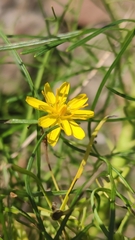 Sonchus leptocephalus