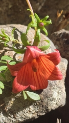 Canarina canariensis