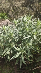 Echium