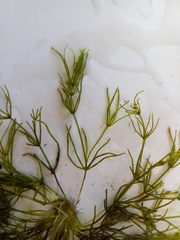 Chara australis