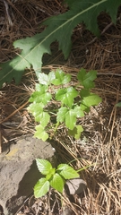 Drusa glandulosa