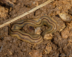 Bipalium pennsylvanicum