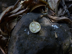 Aglaia lawii