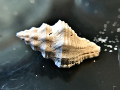 Calotrophon ostrearum