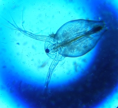 Simocephalus