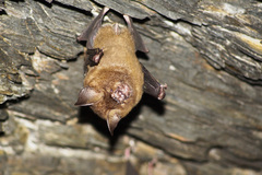 Hipposideros armiger terasensis