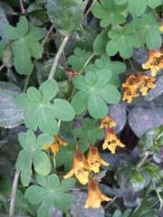 Tropaeolum ciliatum