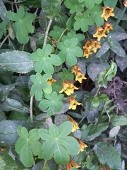 Tropaeolum ciliatum
