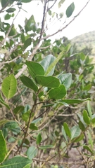Ilex canariensis