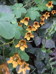Tropaeolum ciliatum